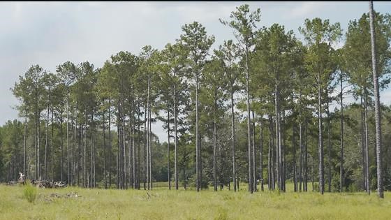 Georgia's timber industry struggles to recover after Hurricane Helene