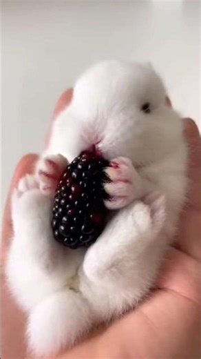 rabbit baby eating black berry