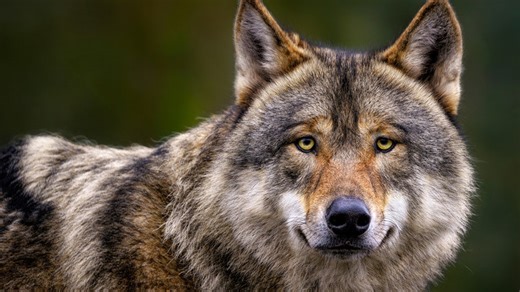 What to do if you see wolves in your yard