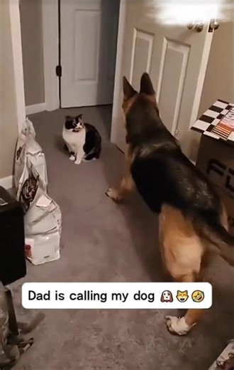 dogs and cats in 1 house part...2 🤣
