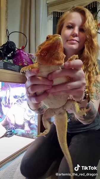 Hilarious Bearded Dragon Video - Laugh at Her Dangling Legs!