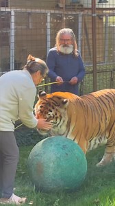 Mesurer un tigre, c'est possible ? #tiger #lion #normandie #measure | Caresse de tigre