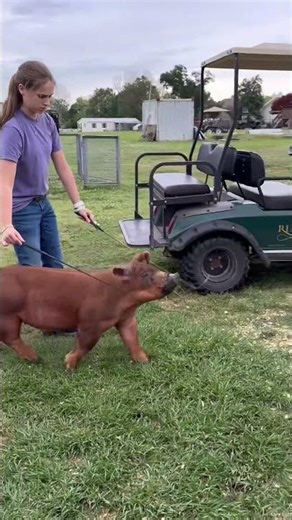 #stockshowlife #showpigs #stockshow #raisedinabarn #pig