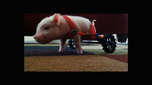 Meet Chris P. Bacon, Pig in a Wheelchair | Nature