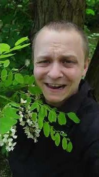 Robinia akacjowa (łac. Robinia pseudoacacia) - drzewo jadalne #natura #zioła #wiosna