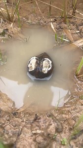 Finding Pearls Clam | Brian Freeman A