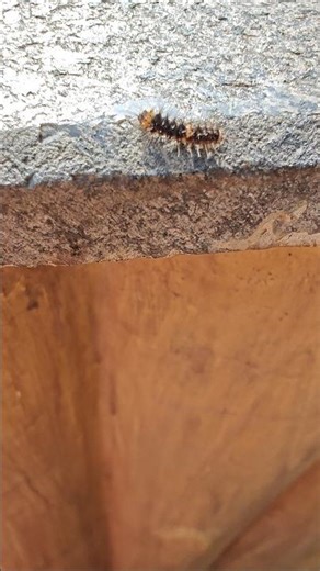 Gypsy moth.#aafreenmomin #spongymoth #gypsymoth #larva #insects #nature #wildlife #like #share