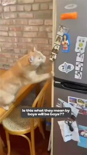 funny cats videos #viralvideo #funnyanimals