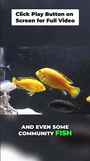 Yellow Lab Cichlids: Peaceful Mbuna Tank Mates!