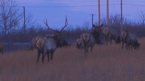 89K views · 1.2K reactions | ELK RETURN: Here's a glimpse of the...