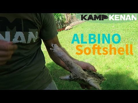 Albino Chinese Softshell Turtle