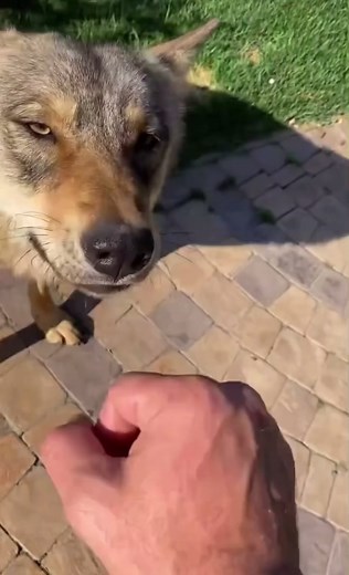 Funny Wolf Compilation - Cute and Hilarious Animal Moments