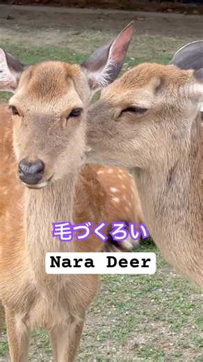 #鹿さんのほっこりフォレスト #毛繕い #鹿 #奈良公園 #Nara deer