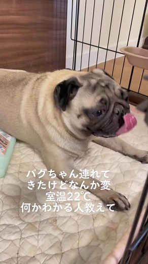 パグの健康診断と病気の症状について知る方法