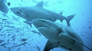 The Worst Shark Attack in Recorded Human History (100s of Victims)