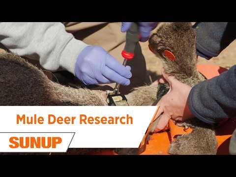 The Secret Lives of Mule Deer in Western Oklahoma