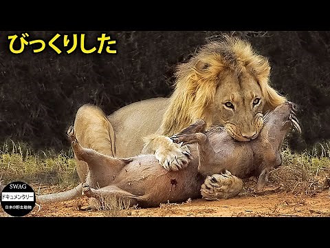 イボイノシシを狩るライオンの残酷な7つの瞬間 | 野生動物