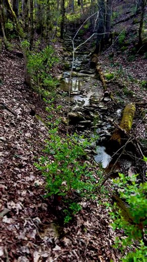 31K views · 601 reactions | The calm before the storm. Took a walkabout on the farm today. Will show some pictures of some spring plants I found in a few minutes. Here’s a relaxing place on my farm, where the creek quietly winds it’s way down the hill. | Tim Farmer's Country Kitchen | Facebook