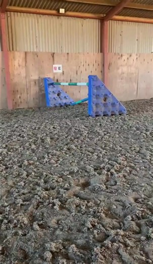 November's Horse & Tack Sale 🐎💫 📹 Lot 85 | Clitheroe Auction Mart