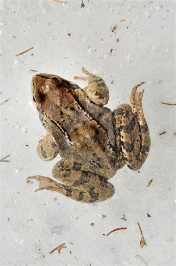 Curious Nature: The amphibian that stops time