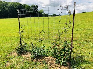 How to Trellis Blackberry Plants