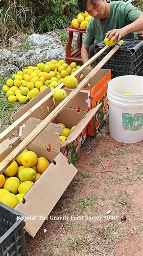This Genius Fruit Sorter is 100% Gravity Powered! 🧠 Work Smarter, Not Harder! #invention #farming