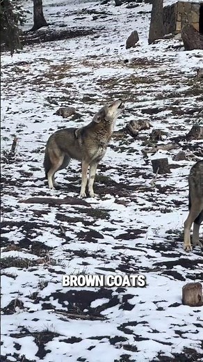 Nature’s Most Hidden Predator: Red Wolf 🐾 #americanwildlife #earthsoddities