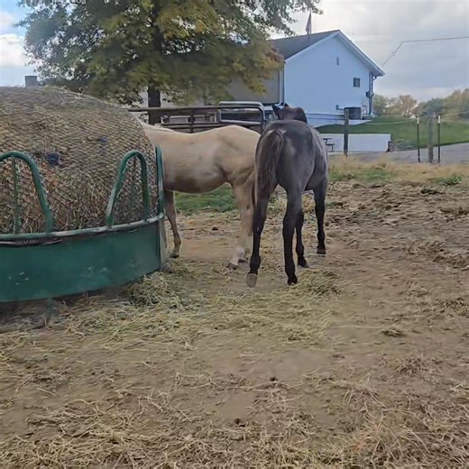 5.7K views | Heather Green on Reels | Facebook