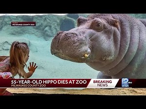 Oldest hippo in U.S. zoos dies at Milwaukee Zoo at age 55