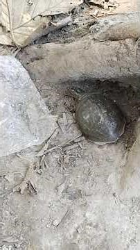 Turtle Walking Very Fast 😮😮😮