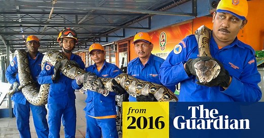 The 7.5m snake following its capture in Malaysia
