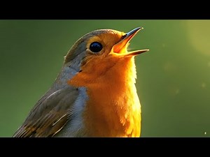 Chant du Rouge-Gorge 🎵 Découvrez le magnifique chant du rouge-gorge!