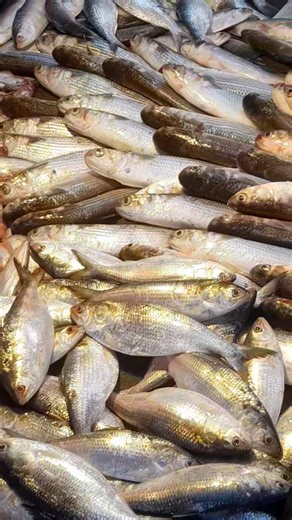 FISH VIDEO ON YOUTUBESHORT SHORT #VIRAL #FISH