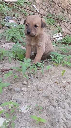 Cute Funny Puppy #funny #trending #comedy #shorts #doglove