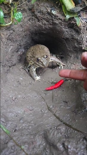 Frog's emotions when angry #prankfrog #animal