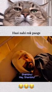 42K reactions · 786 shares | Hindi thodi weak hai #trynottolaugh #entertainment #funny #explore #memes #comedyvideos #reelitfeelit #instagood #instagram #viral | Meow reacts | Facebook