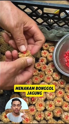 Menanam Bonggol Jagung: Cara Mudah Menyemai Bonggol Jagung