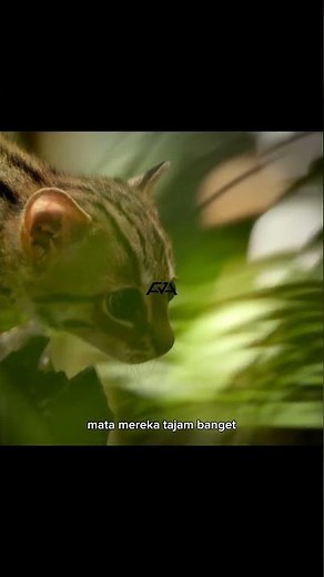 Kucing Hutan: Si Pendiam yang Jago Ngendap-ngendap di Alam Liar!