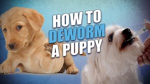 How to Deworm a Puppy Yourself at Home - Safe and Effective Guide