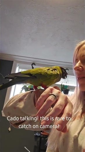 @dhiggins03: Cado is a very talkative Nanday conure but it's so hard to get ..., #parrot, #birds