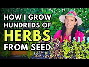Don’t Waste Money on Herb Transplants! Grow from Seed Instead
