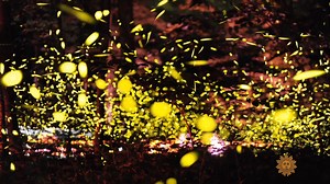 Each summer in East Tennessee, the forest comes alive with a spectacle that defies description: thousands of fireflies flashing in perfect unison, lighting up the woods like a living constellation. These aren’t your backyard bugs—they’re synchronous fireflies, a rare species whose coordinated bursts of light turn courtship into a silent symphony. [Originally broadcast on July 13, 2014] https://cbsn.ws/40fFMXQ | CBS Sunday Morning