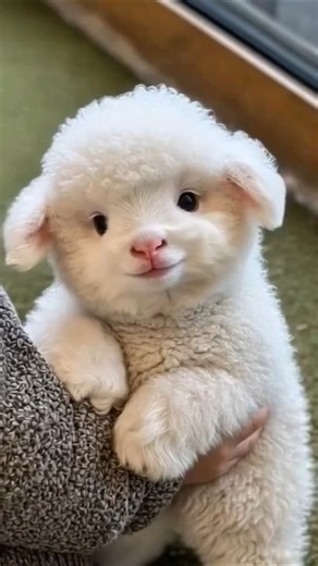 Adorable Little Goats Stole Our Hearts! 💖🐐 | Trending Video for Animal Lovers!#viral #cute #animals