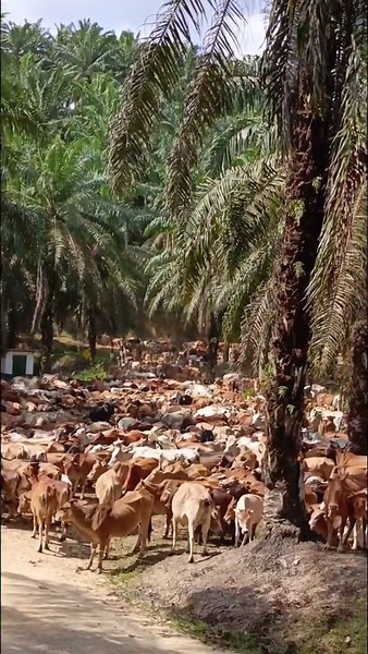 Beternak Sapi & Lembu Malaysia