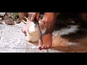 Woman Slaughtering | Lady Butcher