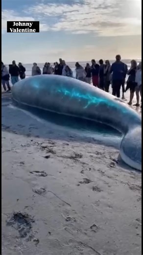 20K views · 105 reactions | That moment when the sea drops a new creature nobody ordered  | Johnny Valentine | Facebook