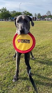 23K views · 156 reactions | At the #AKCAgilityPremierCup, dogs will be dogs on the course and off.  #AKCSalutesTheTroops | American Kennel Club | Facebook