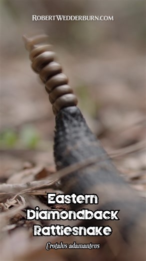 🐍 Rattlesnake shaking that BOOTY!🐍🤣 #snake #EasternDiamondback #Rattlesnake #SnakeLover #snakes #Venom #Herpetology #Reptile #snakebites #venom #Wildlife #HerpNation #HerpLife #WildlifeConservation | Robert Wedderburn Productions