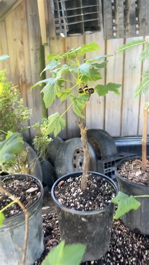 Black Currants Propagated Via Dormant Cuttings - #blackcurrant #propagation #permaculturenursery