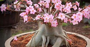 Rosa do deserto: Saiba como Cuidar dessa Linda Planta